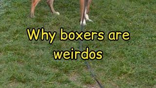 Why boxer dogs are weirdos!