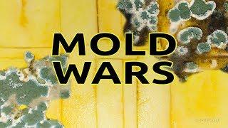 Mold Wars Timelapse