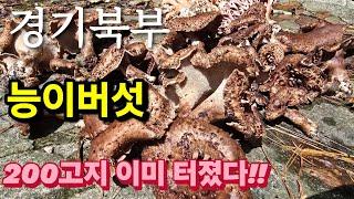 경기북부 능이버섯 200고지도 다 나왔습니다~ 더 늦기전에 빨리 다녀오세요~