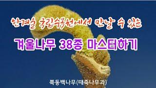 한국의 나무 - 2월 포천 국립수목원의 나무 38종류 마스터하기