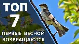 Какие птицы первыми прилетают весной. ТОП 7 плюс бонус . Реальное видео весенних птиц в природе.