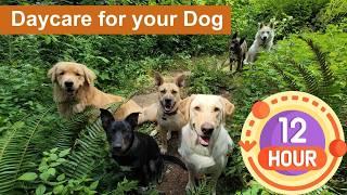 Daycare for your dog   Keep your dog busy while you are away or entertained while you cuddle