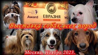 Москва. Ноябрь 2023. Крокус Сити Холл. Выставка собак всех пород ЕВРАЗИЯ 23.