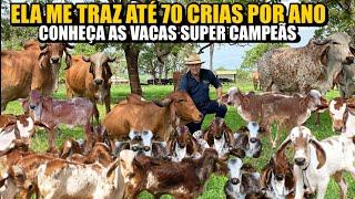 3000 LITERS OF MILK PER DAY / CHAMPION GENETICS OF ESTÂNCIA TAMBURIL