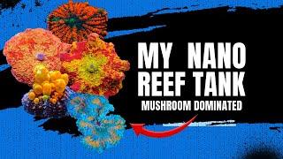 8 month update on my mushroom dominated nano reef tank!