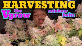 HARVESTING THE V GROW BOX BY VIVOSUN