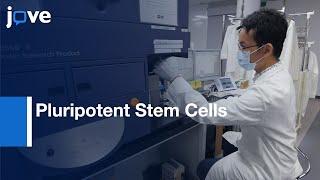 Hemogenic Endothelium Differentiation from Pluripotent Stem Cells | Protocol Preview