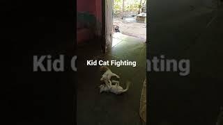 kid Cat Fighting