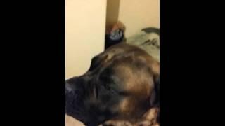 The mastiff serenade.