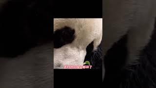 乐宝想要三胎，爱宝不同意，乐宝心都碎了……#大熊猫爱宝#大熊猫乐宝#乐宝