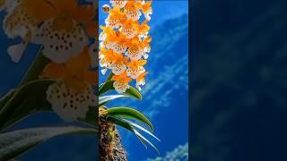 Mesmerizing Flower Gardens: Discover Nature's Stunning Floral Beauty | #shorts