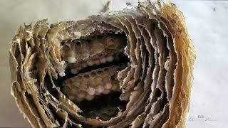 Wasp Nest taken down and looked at the inside