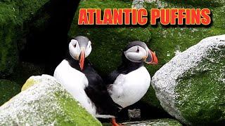 Atlantic Puffins - Machias Seal Island