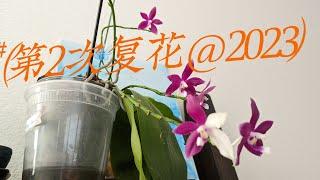 艳花蝴蝶兰第2次复花October 6, 2023