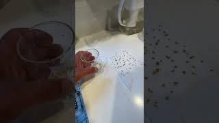 Saving tomato seeds