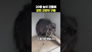 20층 높이 건물에 갇힌 고양이를 구출해야 한다