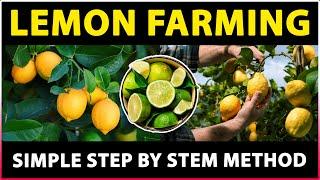 Lemon Farming / Lime Farming | Citrus Fruit Cultivation, Planting, Harvesting