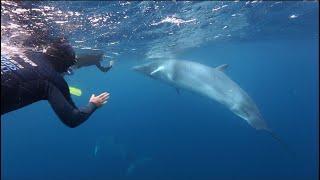 Minke Whales, Reefs and Rainforest  2024 Australia © Wild Earth Expeditions