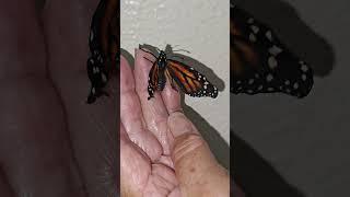 Monarch Butterfly   ( Deformed )