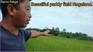 Beautiful paddy field Nagaland......