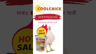 coolchick poultry