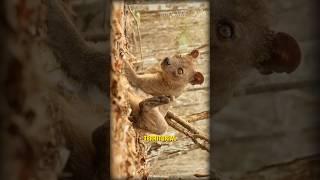 Madagascar's Apex Predator Revealed! #shorts #youtubeshorts #trending