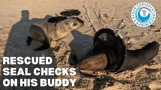 Rescued Seal Checks On His Buddy