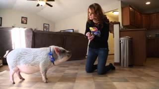 Lawrence couple adopts potbelly pig as a pet