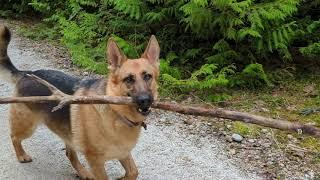 Walking The ATV Trails In Markdale Ontario With The German Shepherd Dogs