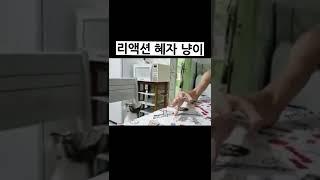 리액션 혜자 냥이