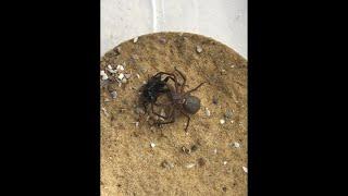 @Philip fish 50 #shortvideo  a close up of a #sixeyedsandspider killing a huge cricket #shorts