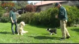 Dog training-Teach a puppy to come on command www.sidneyaarons.com.au