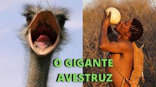 AVESTRUZ - A MAIOR AVE DO MUNDO! UM ANIMAL COM MUITAS CURIOSIDADES!