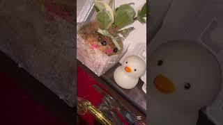 호야 브이로그 001||물주는 브이로그#호야꽃 #해룽멍 #꽃 #관리자님추천뜨게해주세요 #호야 #캡컷편집