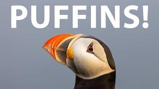 Photographing the cutest birds ever!!! II Puffins in Iceland