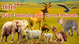 100 Wild Animals and Farm Animals - Animal World  2024 - Episode 2