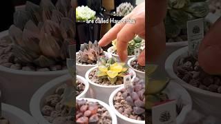 Haworthia | GORGEOUS Succulent Genus to Blow Your Mind