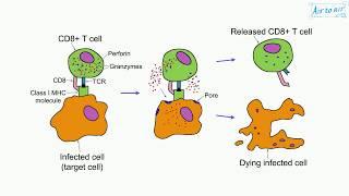 cytotoxicity (English) - Medical terminology for medical students -