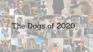 The Dogs of 2020