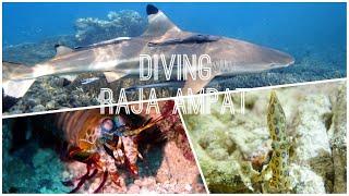 Raja Ampat - Best Scuba Diving in the World