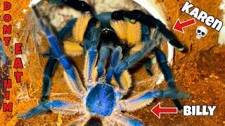 Extremely Blue Tarantula Breeding!!Billy’s first girlfriend!️