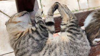 Heavy Sleeper Cat Starts Kneading As Soon As He is Awakened