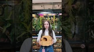 Какую выбрал бы для своего питомца? #exoterra #экзотерра #террариум #рептилии