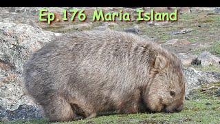 Ep.176. Maria Island