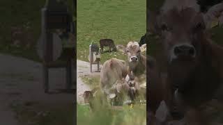 Bergtour auf den Aggenstein in Pfronten im Allgäu