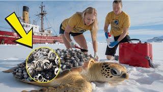 Rescuers save sea turtle severely injured by millions of barnacles on its body