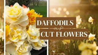 Growing  Daffodils as Cut Flowers | A Look at Our Favorite Specialty Daffodil Varieties!