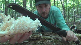 Collect and Cook Coral Tooth Fungus (and and apology)