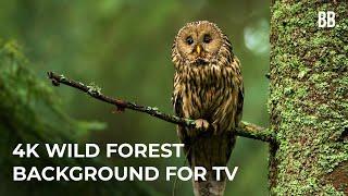 4K Forest & Wild Sounds | 4K Forest Relaxation Film | Forest Wildlife Animals ScreenSaver