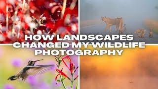 How Landscape Photography Changed My Wildlife & Bird Perspective Forever!